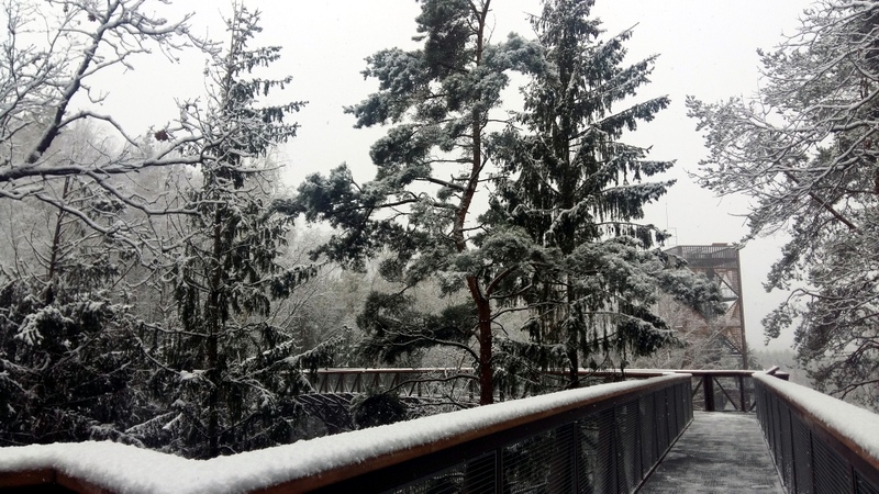 Pirmasis sniegas Anykščių šiilelio medžių lajų take. Vilmos Pečiulytės nuotrauka.